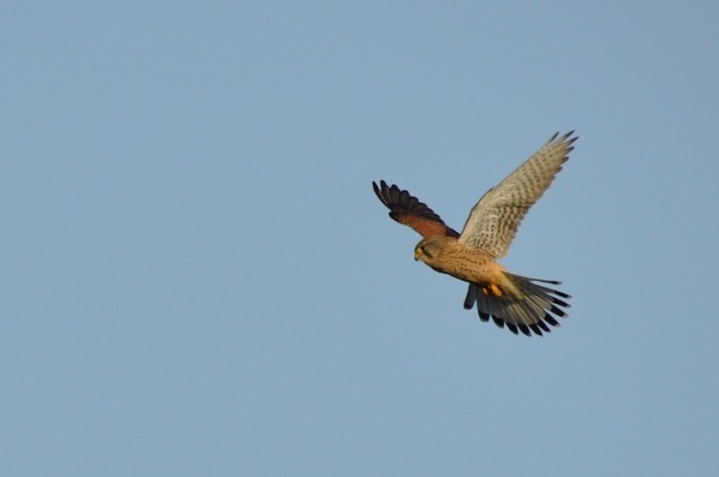 Faucon crécerelle -vol en Saint-Esprit - profil - David Melbeck